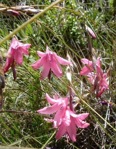 Dierama dracomontanum flowers